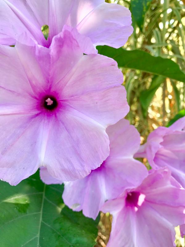 8 Purple Bush Morning Gloryjpg